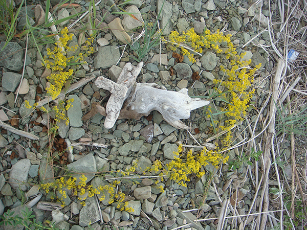 Antoshina.com DSC01476